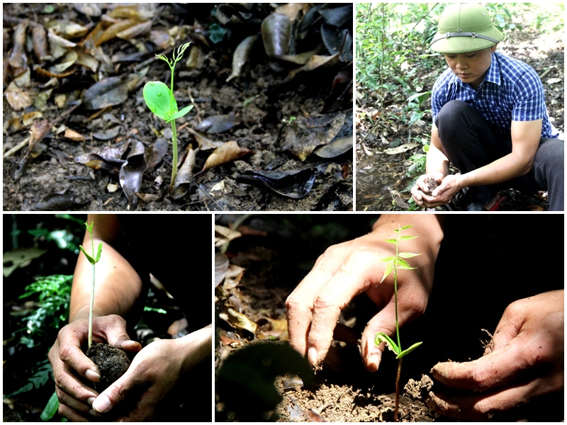 Anh Triệu Tiến Lộc (con trai ông Triệu Tài Cao) nối nghiệp cha, tiếp tục trồng và bảo vệ rừng lim.