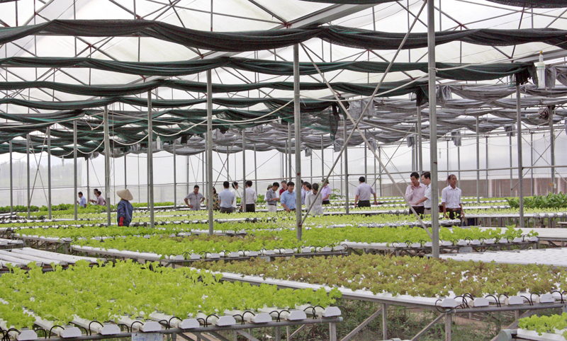Mô hình trồng rau thủy canh tại TX Quảng Yên