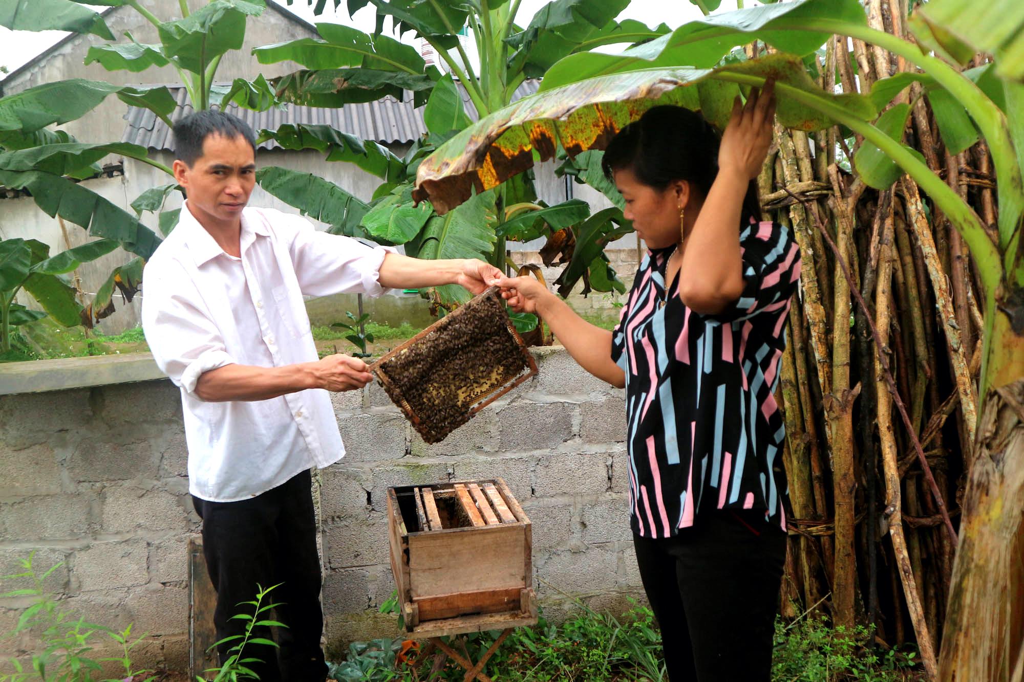 Mô hình nuôi ong lấy mật đã mang lại thu nhập ổn định cho gia đình chị Vũ Thị Tiếp (thôn Đồng Đá, xã Bình Dân, huyện Vân Đồn).