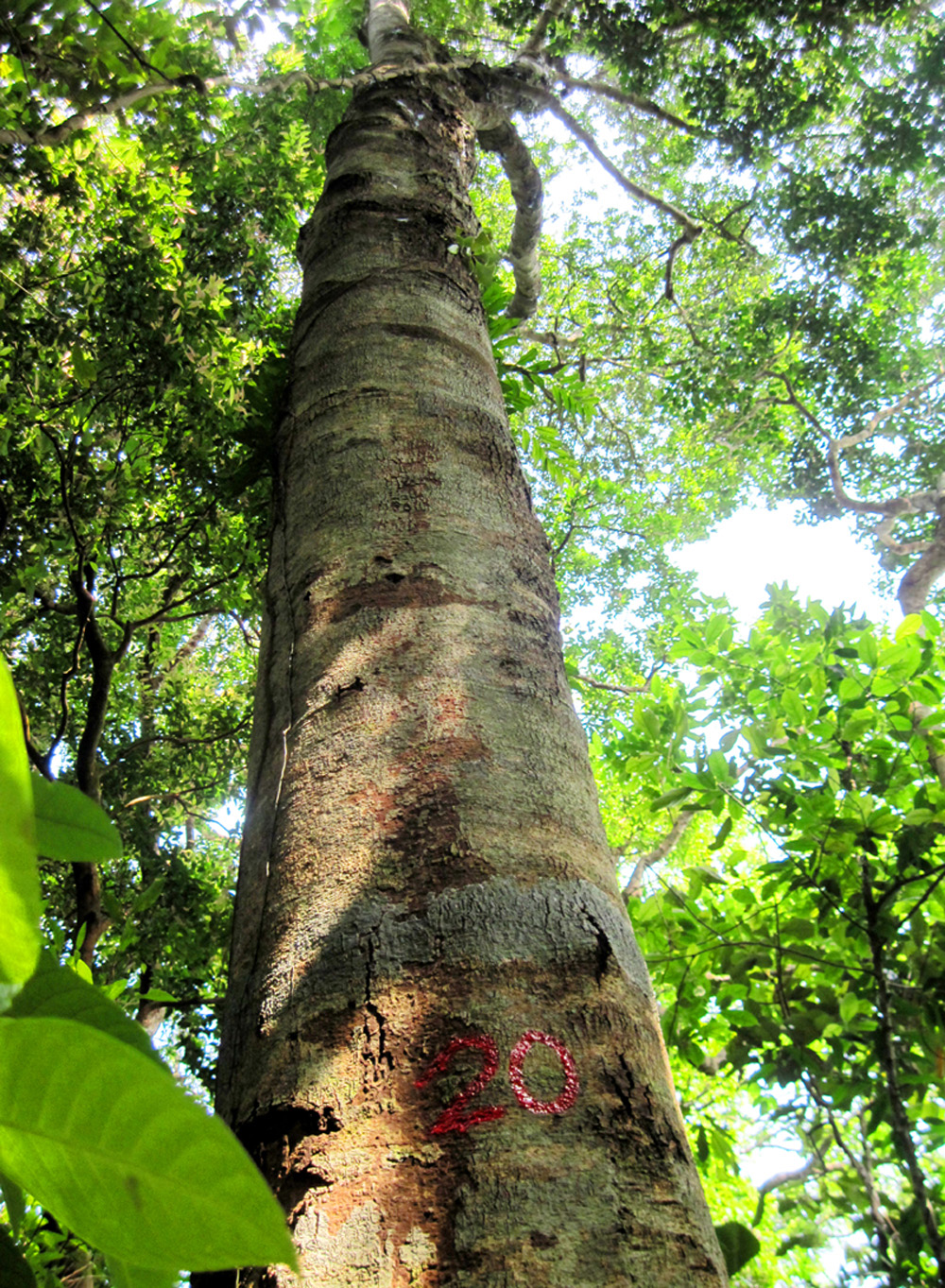 Giant old trees with very large trunks that two or three people cannot embrace, standing tall in the forest, are rarely seen by tourists.  