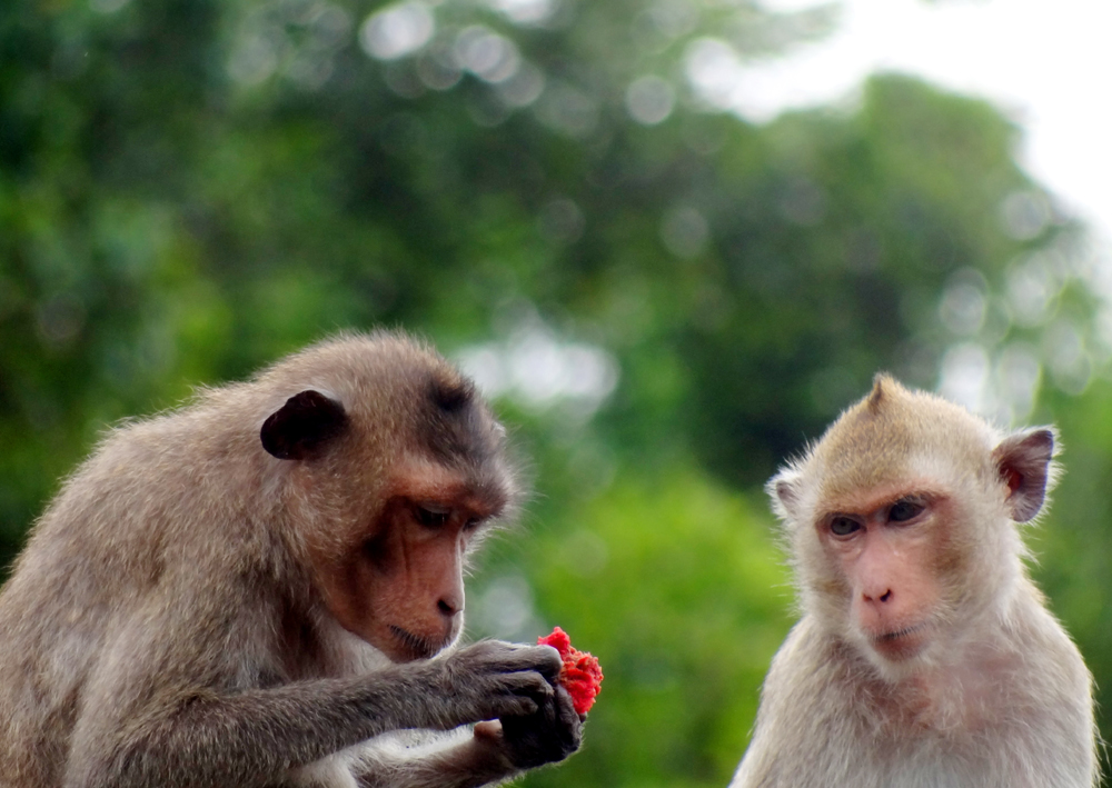 Visiting Ba Mun Island, if fortunate enough, tourists can see macaca arctoides and  long-tailed macaques.