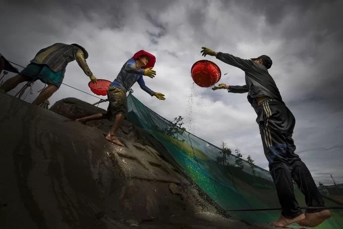 Ngư dân chỉ việc đưa rổ xuống xúc cá rồi vận chuyển cho người kế tiếp lên bờ. Ảnh: Nguyễn Hoài Văn/Your Shot National Geographic.
