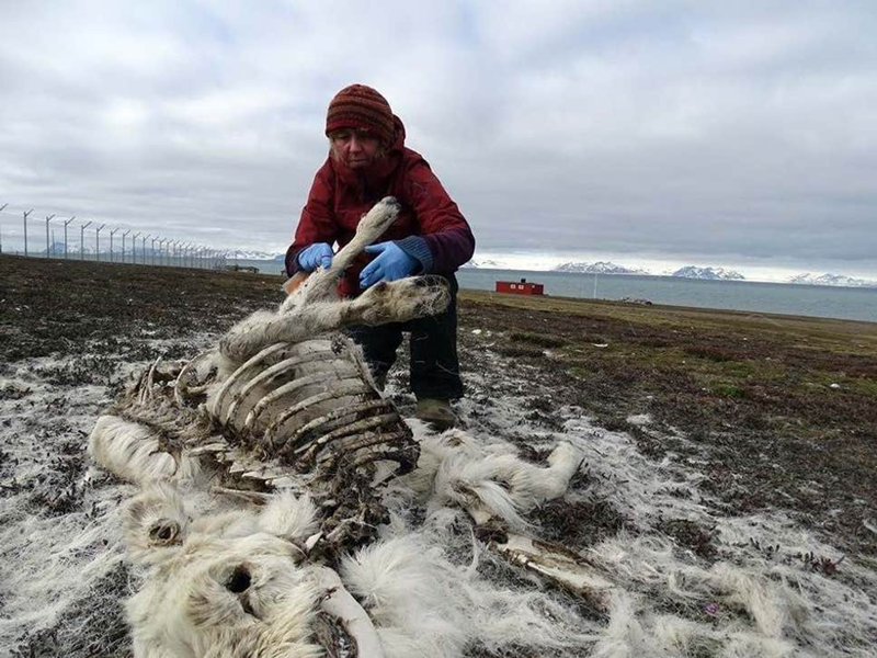 Nhà sinh thái học Ashild Onvik Pedersen đang kiểm tra xác tuần lộc ở Svalbard. Ảnh: Viện Bắc Cực Na Uy.