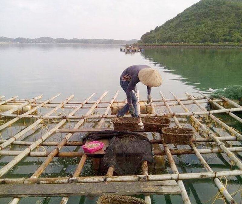 Khu vực bãi Chương cũng trở thành khu vực nuôi thủy sản tự phát tại xã Vĩnh Trung.