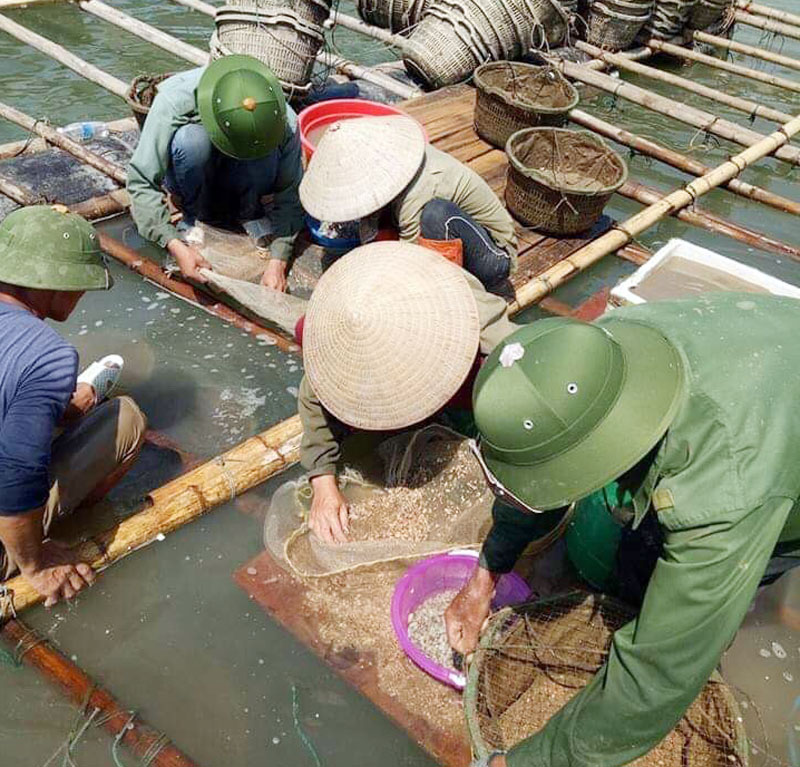 Không kể ngày, đêm, người dân xã đảo Vĩnh Trung tất bật với việc thả giống nuôi con hai cùi.