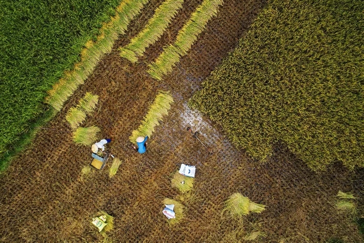 Người nông dân thu hoạch lúa trên một cánh đồng. So với Y Tý ở Lào Cai hay Mù Cang Chải ở Yên Bái, Bắc Sơn chưa phải là cái tên đình đám nhưng lại được nhiều tay săn ảnh tìm đến mỗi khi vào mùa lúa.
