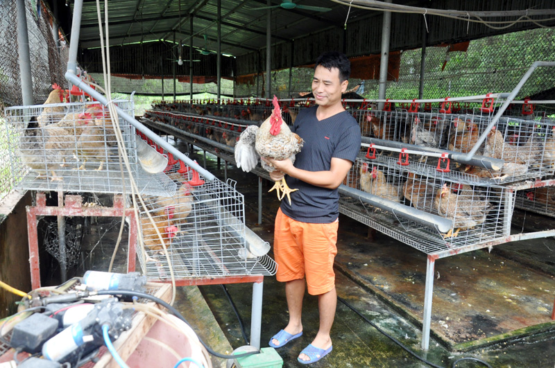 Trang trại nuôi gà của HTX Tuyền Huyền, xã Quảng An (Đầm Hà) đang mở ra hướng đi mới cho nông dân địa phương làm giàu