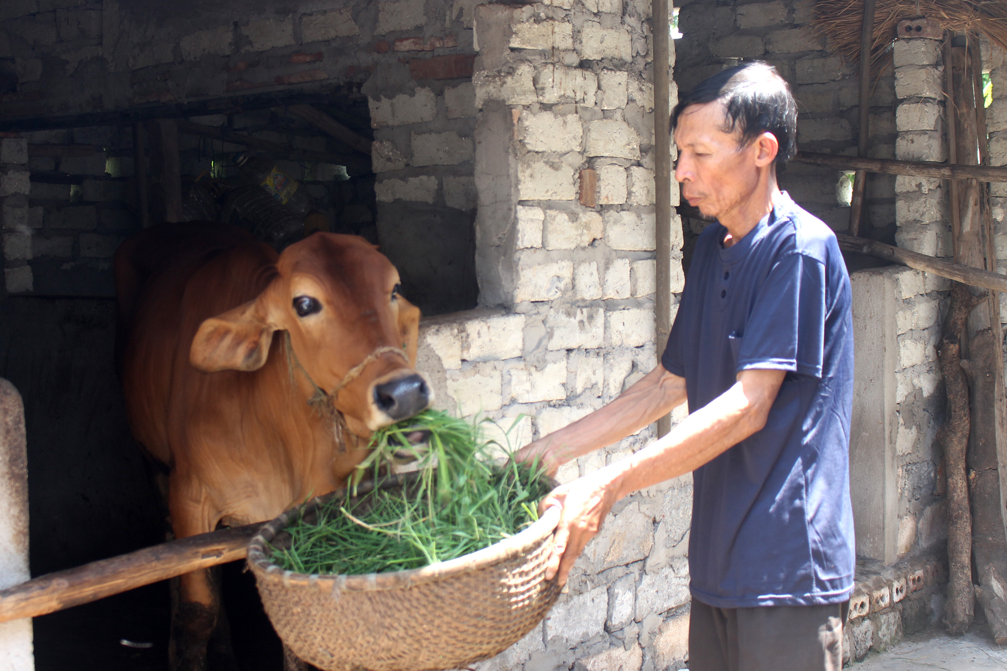 Ông Nguyễn Đình Chỉ, thôn 2, xã Hiệp Hòa chăm sóc cho con bò được Thị xã hỗ trợ, phát triển kinh tế gia đình