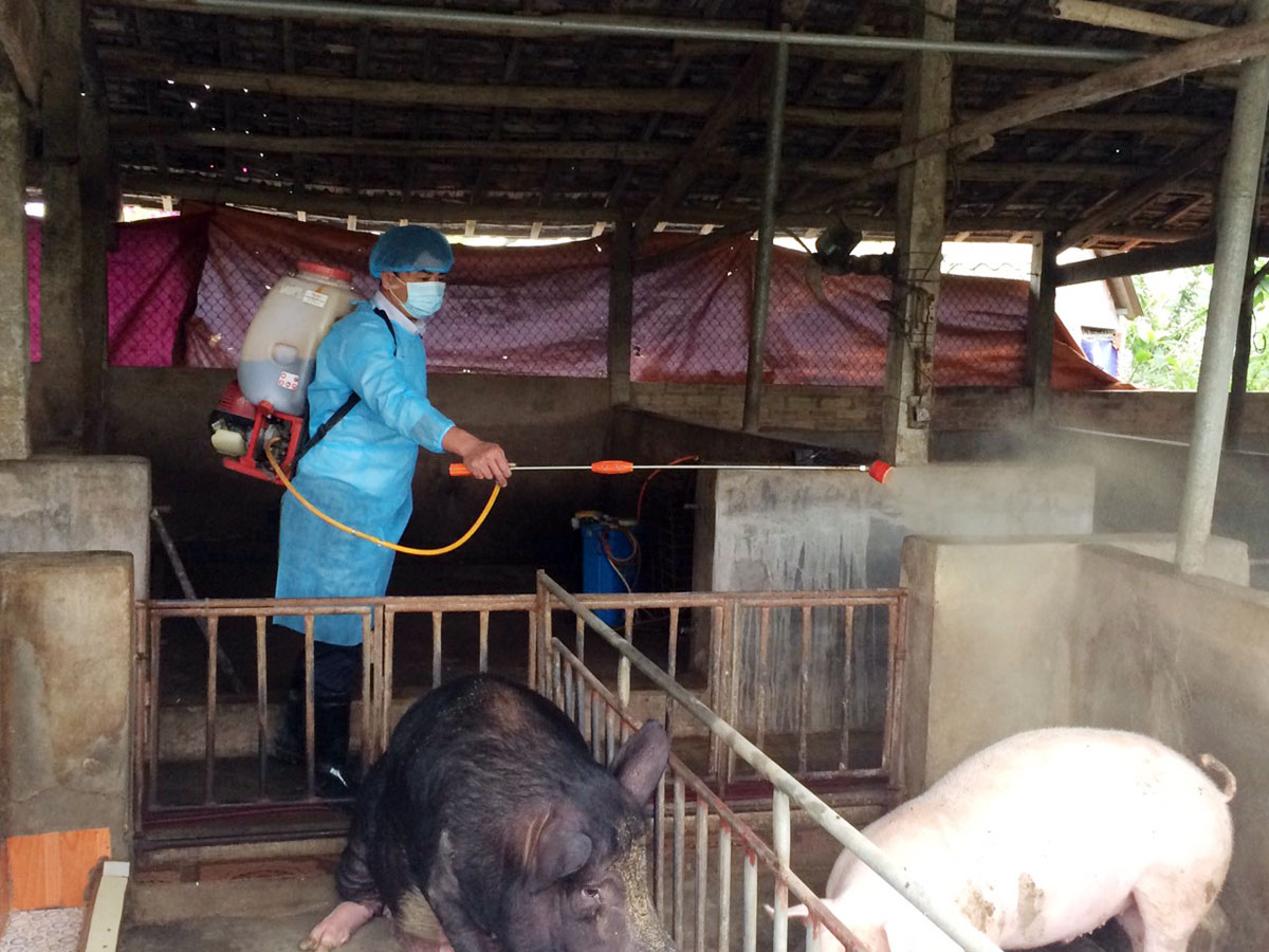 Do ảnh hưởng của dịch tả lợn Châu Phi đã ảnh hưởng không nhỏ đến sản xuất, thu nhập của người dân,