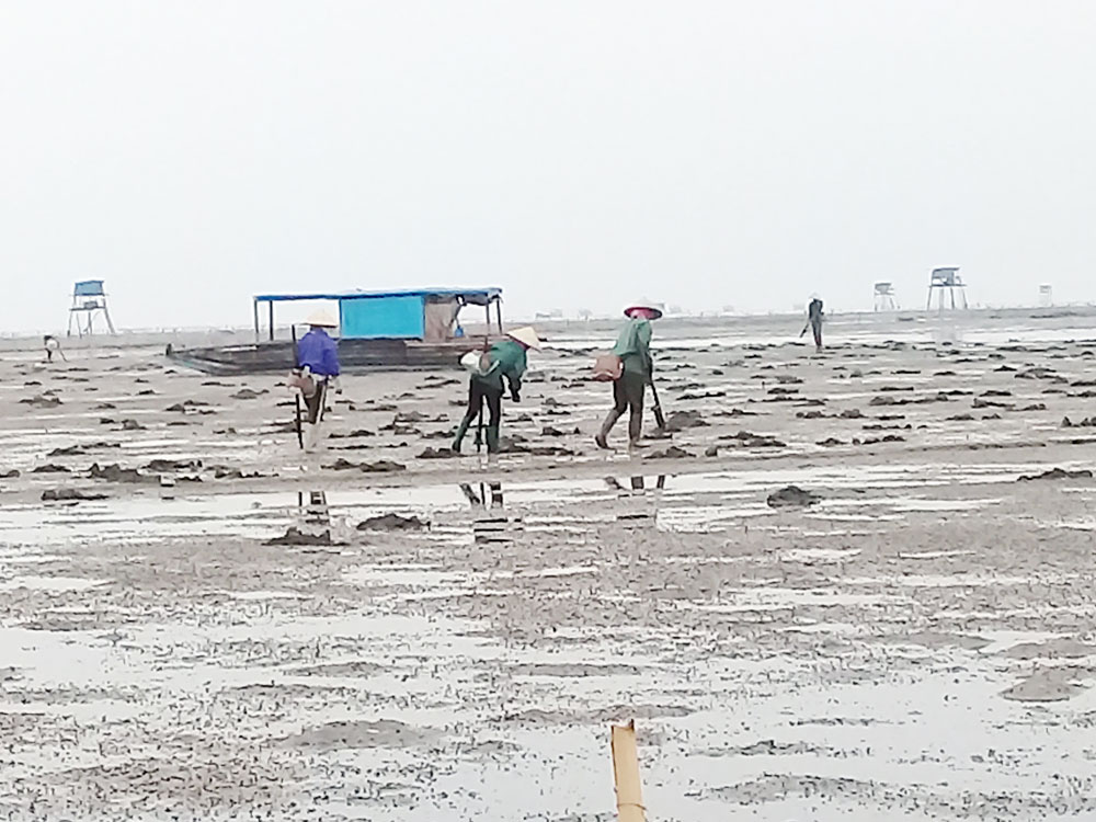 Huyện Hải Hà đã giải quyết dứt điểm tình trạng lấn chiếm bãi triều trái phép tại xã Phú Hải.