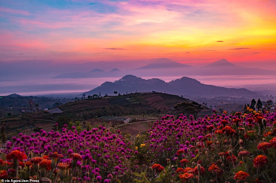 Chiêm ngưỡng thêm một số tác phẩm ấn tượng được gửi về cuộc thi năm nay. Trên đây là bức ảnh của nhiếp ảnh gia Micky Demsy chụp một cánh đồng hoa nổi bật dưới nền trời màu tím và cam tuyệt đẹp trong buổi hoàng hôn ở Indonesia.