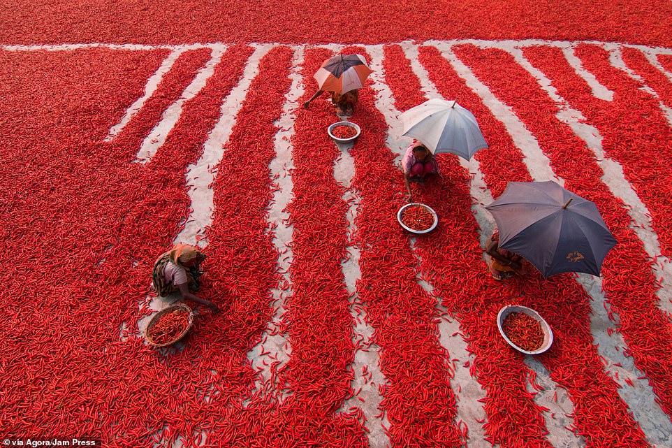 Những người dân đang phân loại ớt phơi khô trên một khoảng sân rộng. Bức ảnh được Azim Ronni chụp ở Bangladesh.