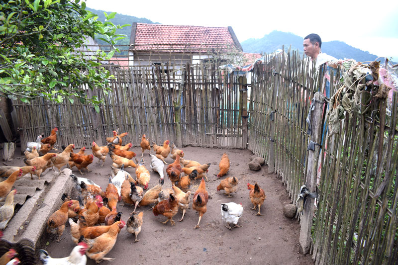 Ông Phùn Sau Dùng đã ổn định mở mang chăn nuôi ở khu giãn dân Nà Sau, thôn Nà Nhái, xã Vô Ngại, huyện Bình Liêu