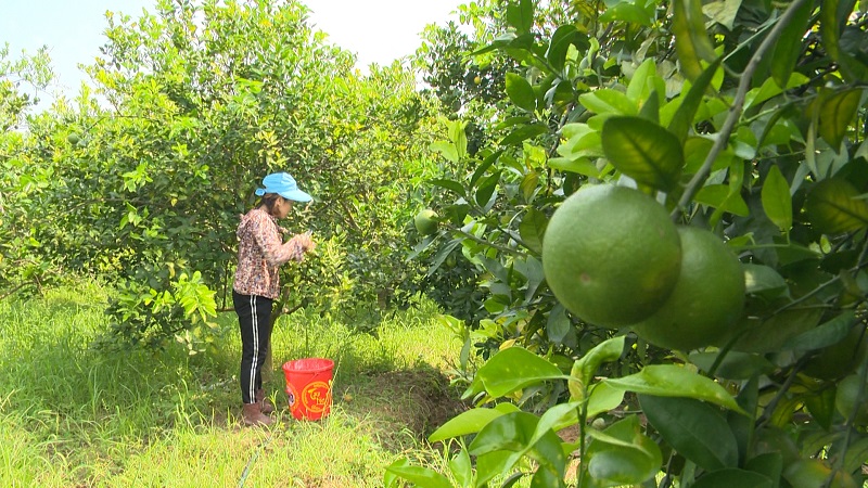 Các vùng  trồng cây ăn quả tập trung chất lượng cao là điều kiện thuận lợi để Hoành Bồ phát triển du lịch gắn với nông nghiệp