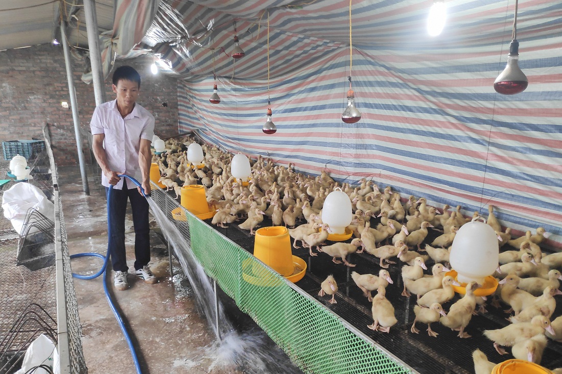 Một mô hình nuôi ngan, gà thương phẩm của nông dân thôn Trung Sơn (xã Quảng Lợi, huyện Đầm Hà) đáp ứng tốt nhu cầu tiêu dùng của người dân trong vùng.