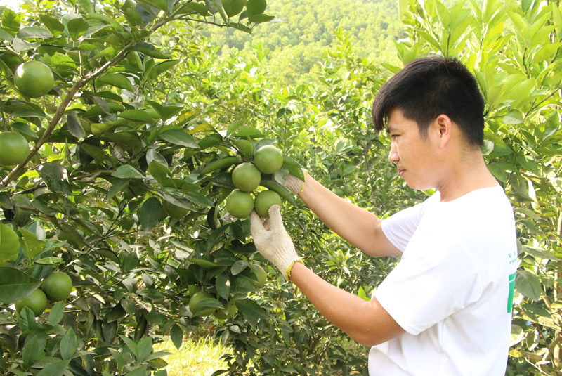 Anh Hà Quang Nam chăm sóc cây cam tại trang trại của gia đình.