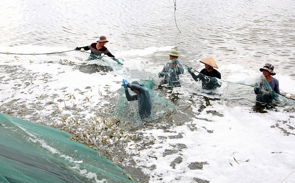 Lực lượng lao động trong ngành thủy sản Quảng Ninh hiện nay chủ yếu là lao động phổ thông chưa qua đào tạo. Trong ảnh: Người lao động thu hoạch tôm tại phường Hà An, TX Quảng Yên.