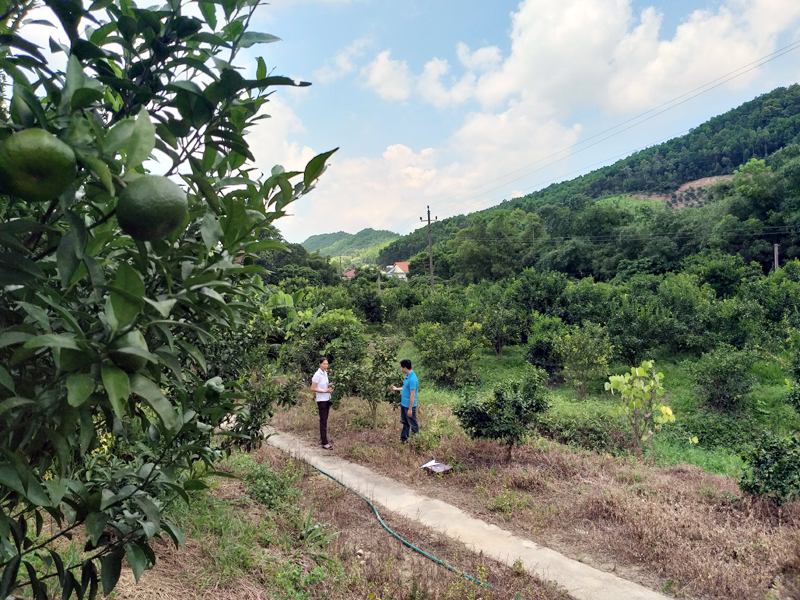 Vùng trồng cam tập trung tại xã Vạn Yên(Vân Đồn) đã và đang phát huy hiệu quả. Ảnh: Quang Minh