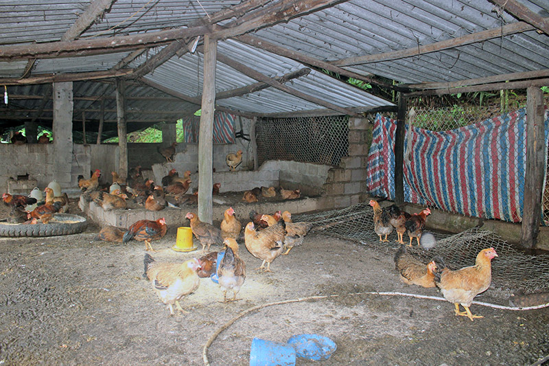 Mô hình nuôi gà của anh Triệu A Xám, thôn Tàu Tiên, xã Đồn Đạc, huyện Ba Chẽ từ nguồn vốn vay tín dụng chính sách.