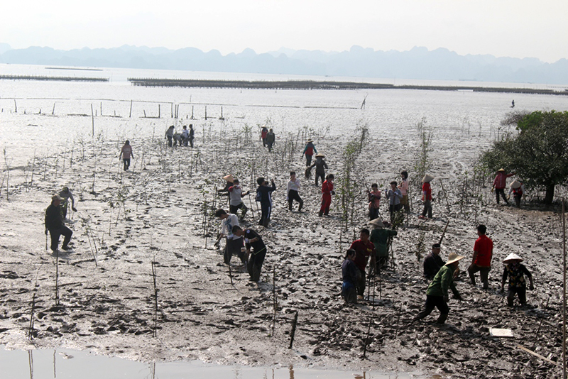 Hơn 75 cán bộ, tình nguyện viên Hội Chữ thập đỏ tỉnh, Đoàn thanh thiếu niên Chữ thập đỏ Kyusyu (Nhật Bản) tiến hành trồng 300 cây bần chua tại diện tích rừng ngập mặn ven biển thuộc khu vực đầm Hà An ( TX Quảng Yên)