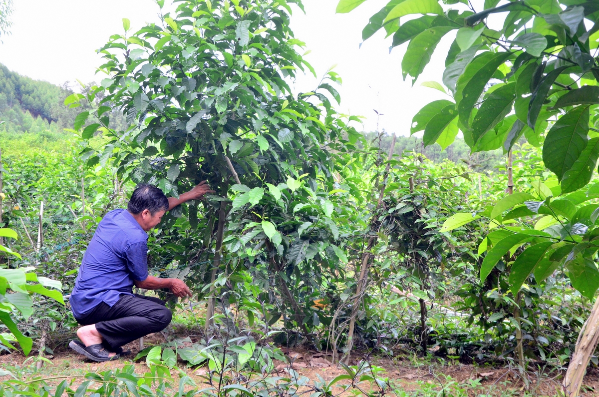 Cán bộ  Công Ty Cổ Phần Phát Triển Rừng Bền Vững chăm sóc vườn ươm cây gỗ lớn tại xã Xã Thanh Sơn