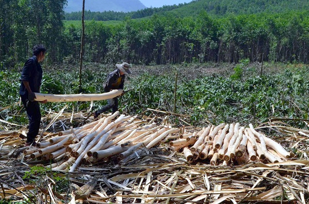 Công nhân Công ty TNHH MTV Lâm nghiệp Ba Chẽ thu hoạch rừng keo sau chu kỳ 5 năm.
