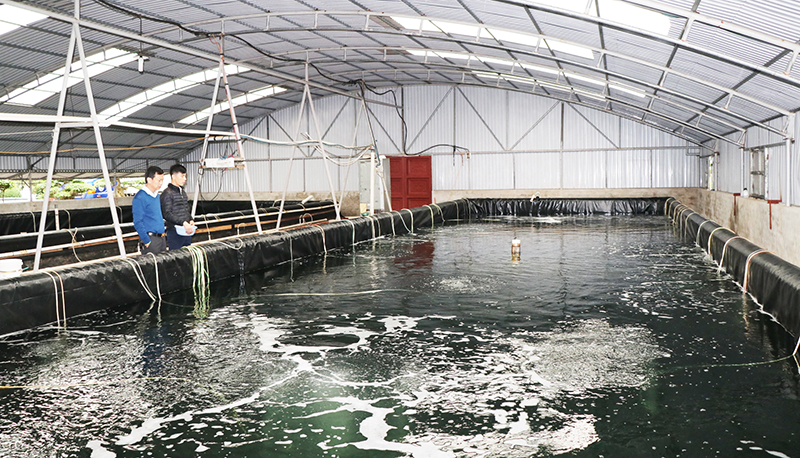 Doanh nghiệp tư nhân Phương Anh (TP Móng Cái), nơi cung cấp giống cá uy tín của tỉnh