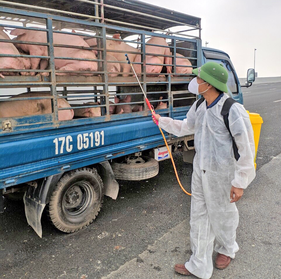 Cán bộ thú y phun khử trùng xe chở lợn để phòng chống dịch tả lợn châu Phi trên đường cao tốc Hạ Long - Hải Phòng.
