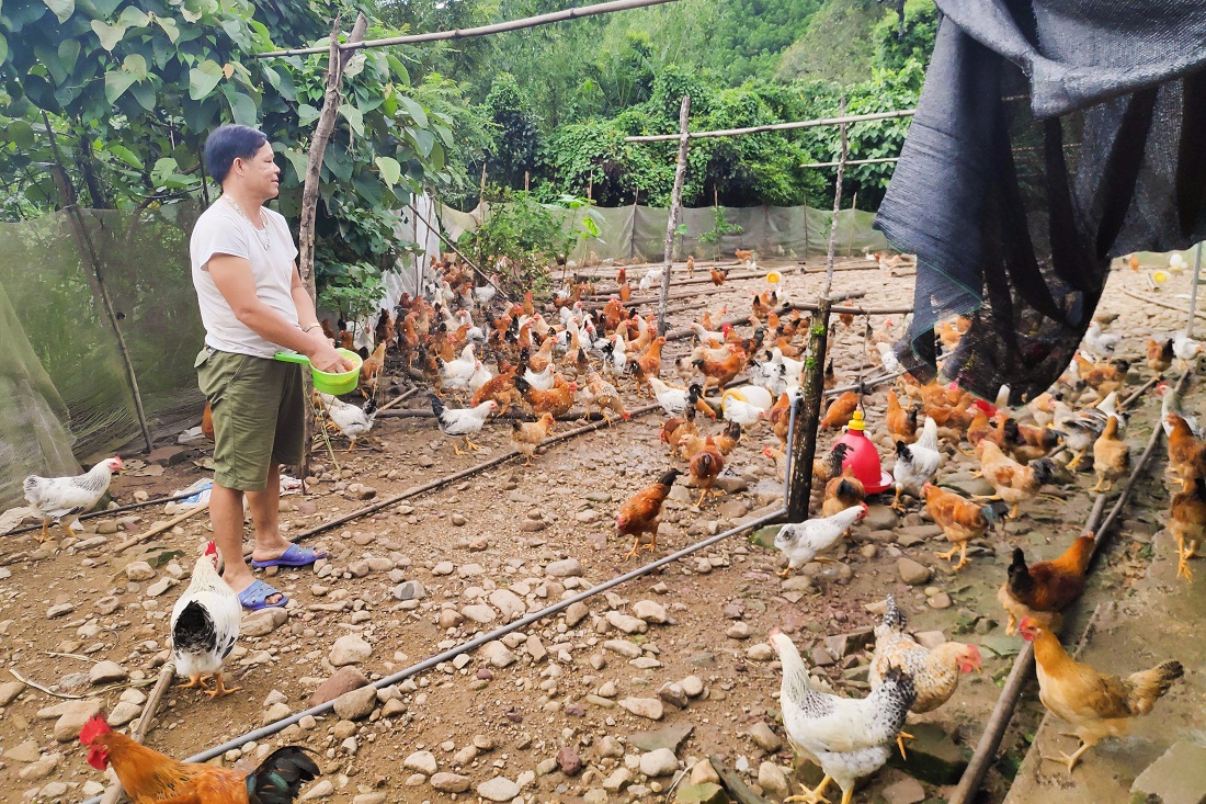 Trang trại nuôi gà giống Tiên Yên của anh Chìu Sáng Hềnh, nông dân sản xuất giỏi ở thôn Quế Sơn, xã Đông Ngũ (huyện Tiên Yên).