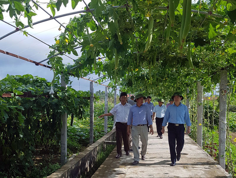 Vùng trồng rau tập trung ứng dụng quy trình VietGAP tại xã Quảng Minh bước đầu mang lại thu nhập khá cao cho người dân.
