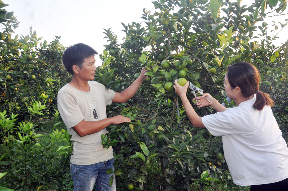 Mô hình trồng cây ăn quả của gia đình anh Dương Hữu Trung, thôn Hải Đông, xã Quảng Thành là một trong số những vườn mẫu tiêu biểu tại vùng trồng cây ăn quả tập trung xã Quảng Thành, huyện Hải Hà.