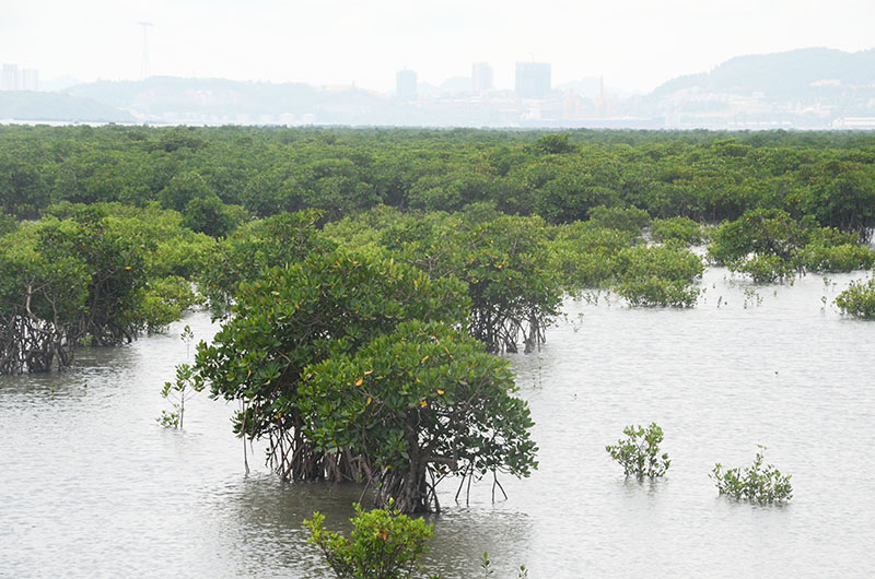 Rừng ngập mặn ở xã Thống Nhất chiếm đến 80% tổng diện tích rừng ngập mặn toàn huyện Hoành Bồ.
