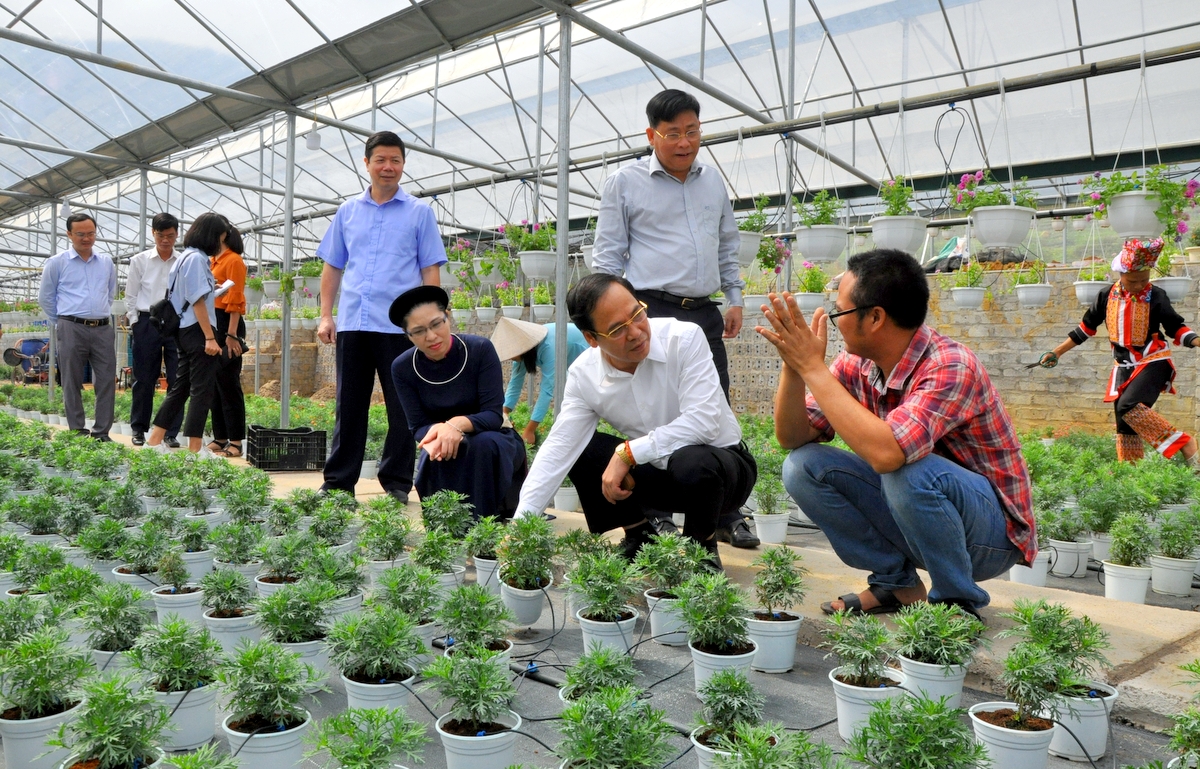 Phó Chủ tịch Thường trực UBND tỉnh Đặng Huy Hậu đến thăm hô hình trồng hoa công nghệ cao của HTX Hoa Bình Liêu tại thôn Cao Sơn, xã Hoành Mô.