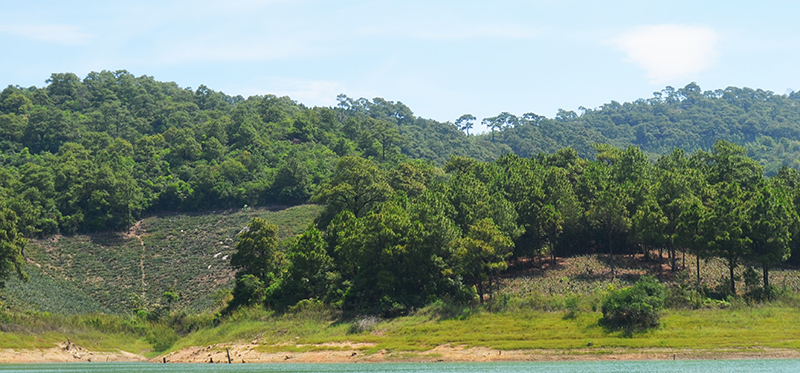 Một góc rừng phòng hộ hồ Yên Lập. Ảnh: Việt Hoa