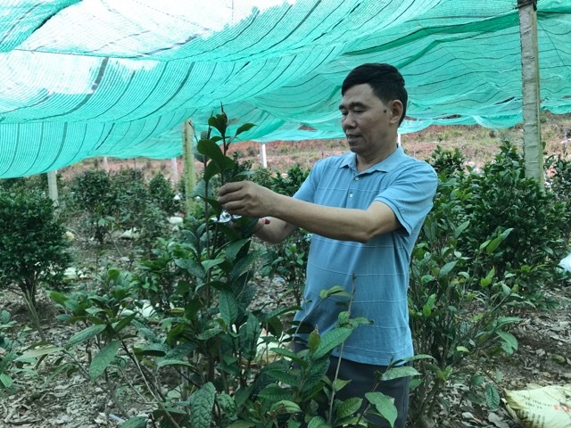 CCB Phạm Khắc Huyến đang chăm sóc vườn cây của gia đình.