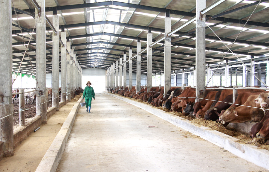Chăn nuôi bò thương phẩm tại Công ty Phú Lâm. Ảnh: Mạnh Trường
