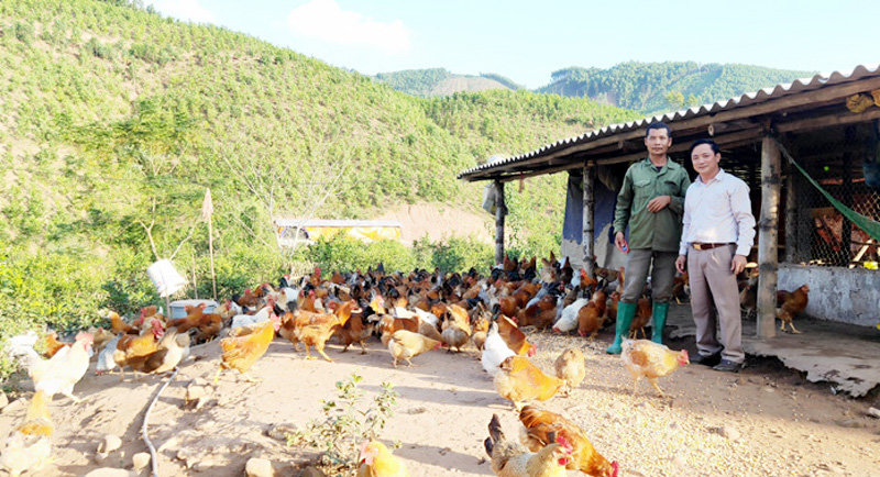 Mô hình chăn nuôi gà ở xã Hà Lâu (Tiên Yên) tạo thu nhập cao, ổn định cho lao động tại địa phương