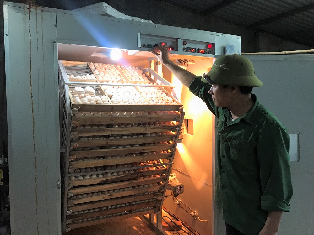 Gia đình anh Đinh Văn Thắng, thị trấn Đầm Hà, huyện Đầm Hà áp dụng máy ấp gia cầm, cung cấp nguồn giống ổn định cho các hộ chăn nuôi trên địa bàn.  