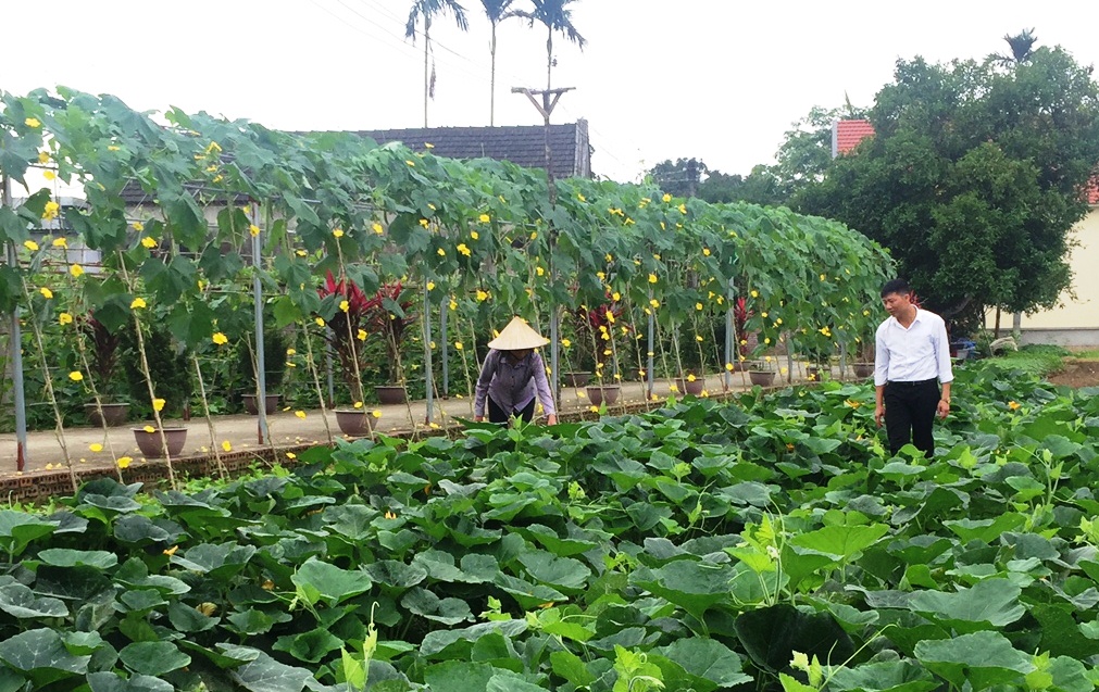 Vườn rau an toàn của gia đình ông Nguyễn Văn Đề trong mùa thu hoạch. Ảnh: Thái Hà (CTV).