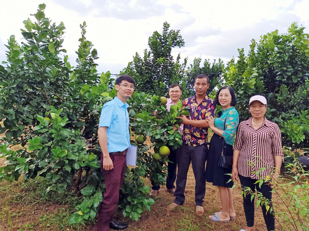 Trang trại trồng cây ăn quả, giống cam Bố Hạ (Bắc Giang) của gia đình anh Nguyễn Văn Lưu, thôn 5, xã Đường Hoa cho hiệu quả kinh tế cao.