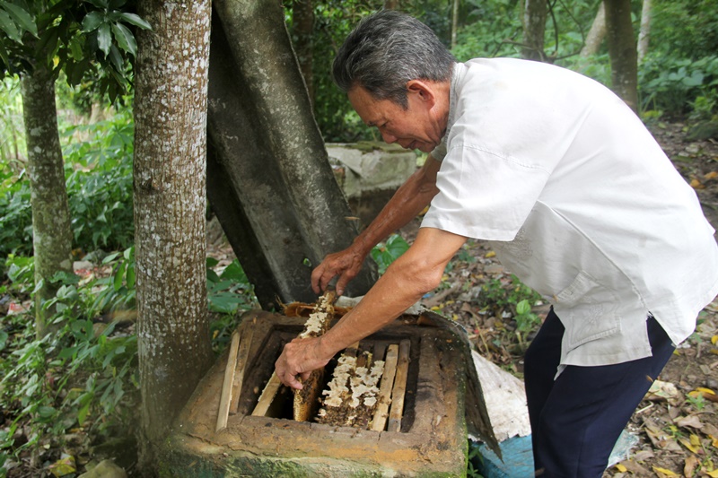 Ông Dương Dung Minh kiểm tra tổ ong