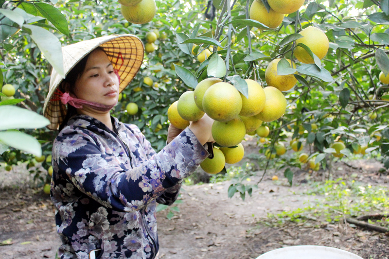 Nhân rộng mô hình nông thôn mới kiểu mẫu