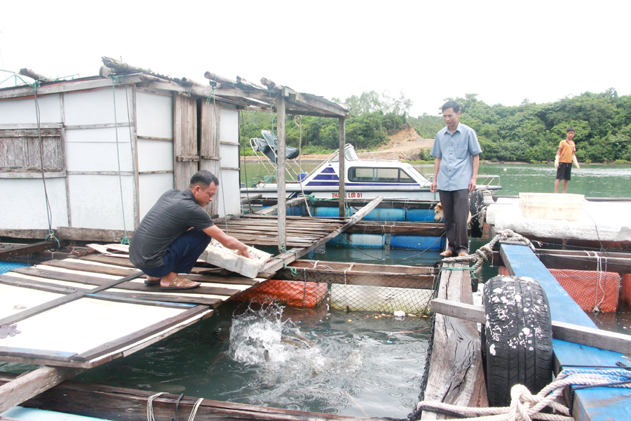 Hiện trên địa bàn xã Thắng Lợi có 61 hộ nuôi cá lồng bè, mang lại nguồn thu lớn cho các gia đình mỗi năm. Ảnh: Mạnh Trường