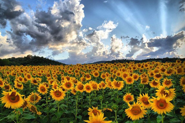 Cánh đồng hoa hướng dương ở Tuscany, Italy: Mùa hoa hướng dương bắt đầu từ tháng 6 đến khoảng giữa tháng 7. Khi đó, những bông hoa sẽ nở rực rỡ tạo nên khung cảnh vô cùng ấn tượng.
