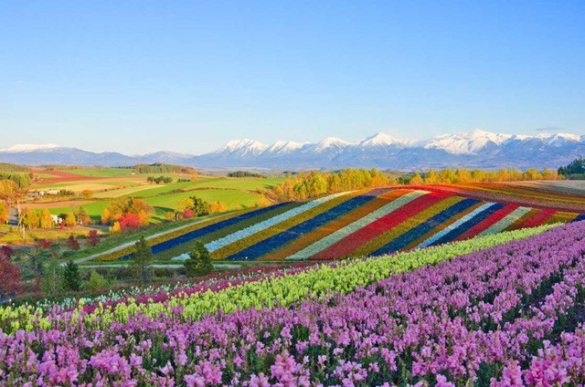  Những vườn hoa ở Shikisai no Oka tại Hokkaido, Nhật Bản: Những đồi hoa tulip, hoa oải hương, hoa hướng dương... nở rộ giống như một tấm thảm đầy màu sắc diệu kỳ của tự nhiên.