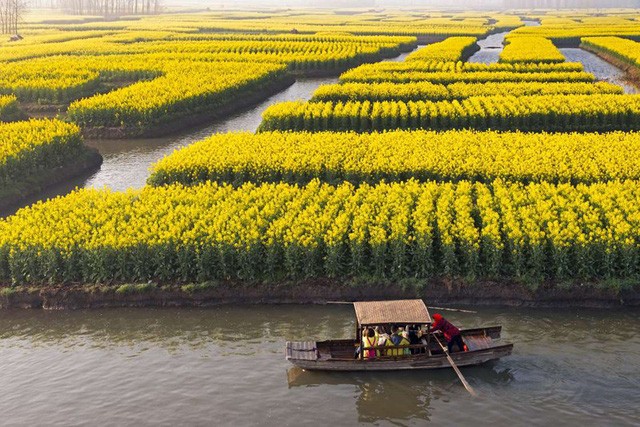 Cánh đồng hoa cải dầu ở Trung Quốc: Những bông hoa màu vàng rực rỡ chỉ nở duy nhất một lần vào tháng 4 hằng năm ở một số miền quê Trung Quốc.