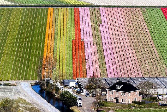  Vườn hoa Keukenhof, Hà Lan: Khu vườn tuyệt đẹp này có những loài hoa tulip hiếm nhất thế giới và mở cửa với du khách từ tháng 3 - tháng 5.