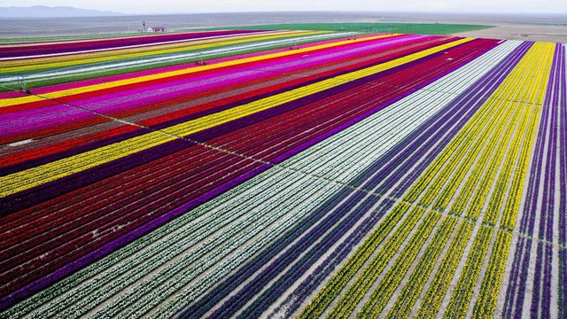  Cánh đồng hoa tulip ở Konya, Thổ Nhĩ Kỳ: Những bông hoa đầy màu sắc này đẹp nhất vào tháng 4 và tháng 5 hàng năm.
