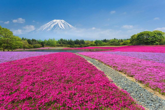  Vườn hoa Fuji Shibazakura ở Nhật Bản: Mùa hoa ở đây rơi vào khoảng từ giữa tháng 4 - cuối tháng 5 và đây cũng là khoảng thời gian diễn ra các lễ hội.