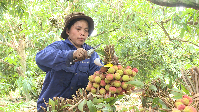 Chị Nguyễn Thị Nhung, khu Bạch Đằng 1, phường Phương Nam, TP Uông Bí thu hoạch vải trồng theo quy trình Vietgap.